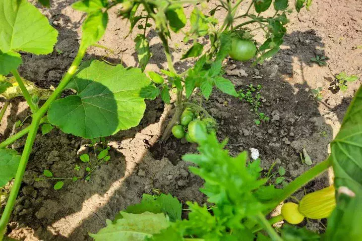 Знакомая картина – гигантские листья и ноль плодов: агрономы научились спасать томаты от жирования